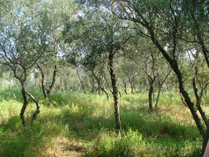 Olive trees